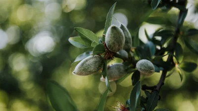 Ученые обнаружили, какой вкусный орех предотвращает ожирение