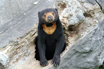 Зоопарку в Китае пришлось опровергать, что их медведи – это люди в костюмах