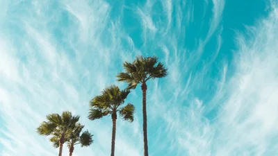 Тест: выбери дерево, и мы раскроем твою доминирующую черту характера