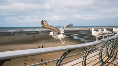Британське місто Блекпул страждає від надокучливих чайок: птахи відбирають у людей їжу