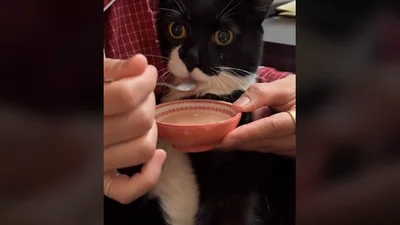 Котик научился есть ложкой: видео, которое растопит сердечко