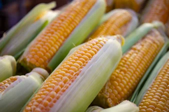 Неожиданные побочные эффекты от употребления кукурузы: кому нельзя ее есть