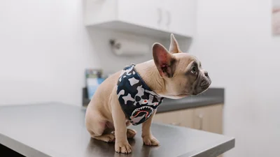 13 августа празднуем День работников ветеринарной медицины Украины — красивые поздравления