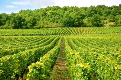 Во Франции выкорчевывают виноградники, потому что люди пьют пиво вместо вина - фото 569334