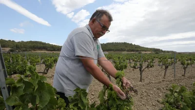 Во Франции выкорчевывают виноградники, потому что люди пьют пиво вместо вина