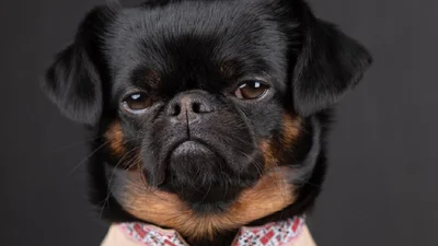 "Пес Буданова": харизматичний "хвостик" в вишиванці підкорив ТікТок