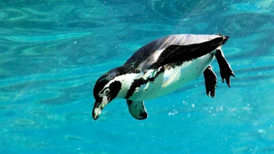 Українські полярники чесно розповіли, чи доводиться їм перевертати пінгвінів