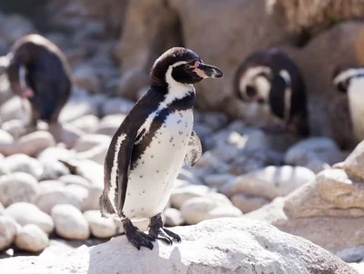 Українські полярники чесно розповіли, чи доводиться їм перевертати пінгвінів - фото 570510