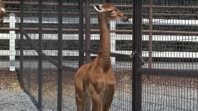 Единственный в мире: посмотри на уникального жирафа, родившегося без единого пятна