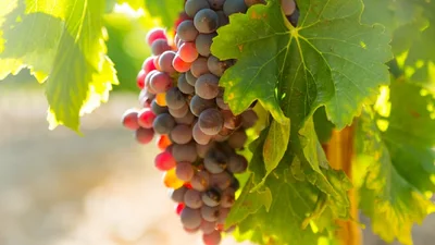 Виноград полезен, но не всегда: когда лучше его не есть