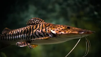 Український рибалка спіймав 19-кілограмовий трофей: неймовірні фото