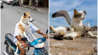 Наче фотошоп: захоплюючі та дотепні вуличні збіги, які підловили на фото