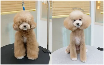 Пушистая трансформация: корейский салон, меняющий стиль собачек, стал вирусным