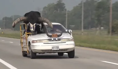 Мужчина катался в маленьком автомобиле с быком на пассажирском сиденьи