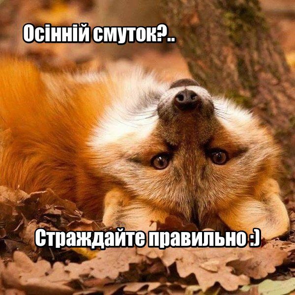 Что такое 'осенняя хандра', и как с ней бороться - отвечают ведущие Люкс ФМ - 573328 Что такое 'осенняя хандра', и как с ней бороться - отвечают ведущие Люкс ФМ - фото 573328