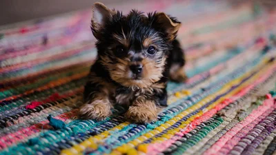 Тест: обери цуценя і дізнайся, чи справді ти незалежна