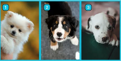 Тест: выбери щенка и узнай, действительно ли ты независима - фото 574853