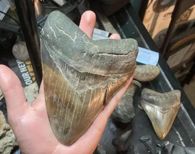 Дайвер нашел в реке 15-сантиметровый зуб мегалодона — невероятные фото