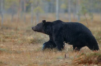 В парк аттракционов Дисней Уорлд забежал огромный медведь: аттракционы остановились