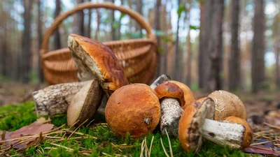 Как чистить белые грибы и что из них готовить