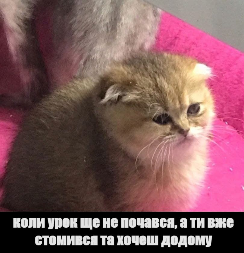 Меми про вчителів та школу, в яких ти точно впізнаєш себе - 576393 Меми про вчителів та школу, в яких ти точно впізнаєш себе - фото 576393