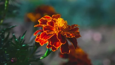 Покрова Пресвятої Богородиці 2023: привітання в віршах і прозі українською