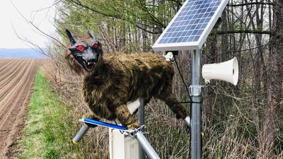 В Японії використовують роботів у вигляді вовків, які відлякують ведмедів