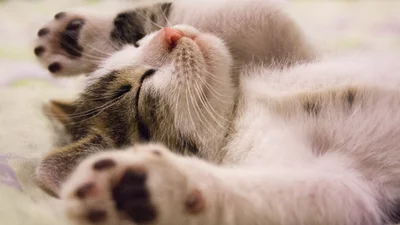 Как кошки мурлыкают – ученые нашли объяснение милого явления