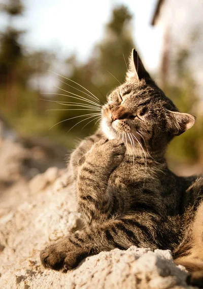 Как кошки мурлыкают – ученые нашли объяснение милого явления - фото 577570