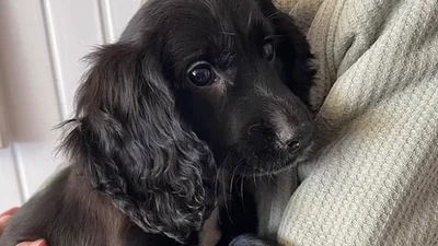 На стоянці знайшли цуценя з шістьма лапами: крихітці Аріель потрібен дім