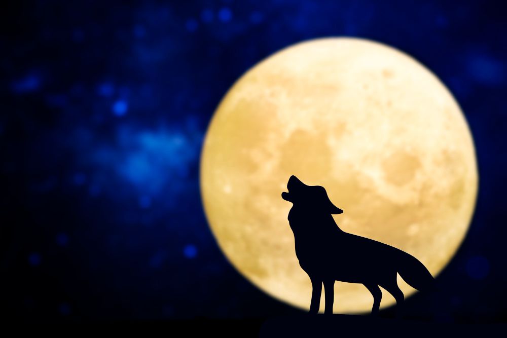 Мифы и суеверия о собаках: 5 интересных фактов, не имеющих ничего общего с правдой - фото 578958