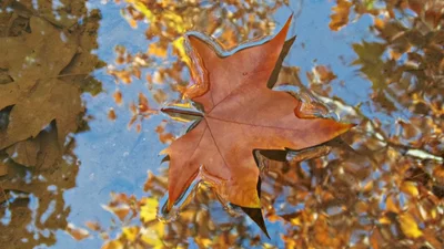 Чи існує насправді осіння депресія і як її позбутися