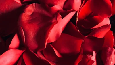 Цитаты о любви из эротических стихотворений украинских поэтов, от которых ты покраснеешь