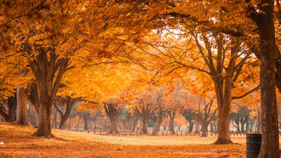 Незвична погода: синоптики дали прогноз на кінець жовтня і початок листопада