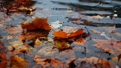 Чим зайнятися вдома, коли на вулиці дощ