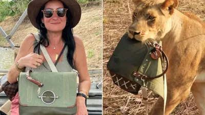 В Африке львы украли у туристки сумку за 1800 долларов и превратили ее в игрушку