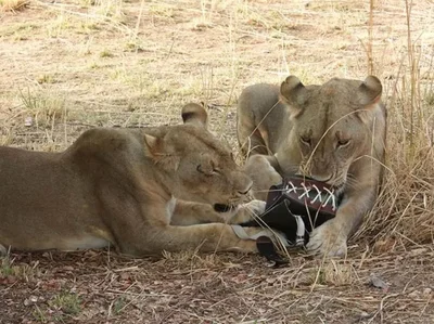 В Африке львы украли у туристки сумку за 1800 долларов и превратили ее в игрушку - фото 582555