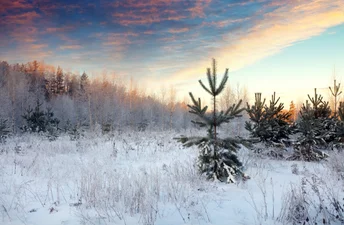 На заході України випав сніг: перші фото