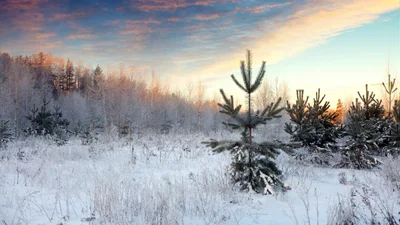 На заході України випав сніг: перші фото