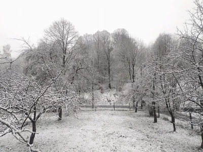 Сніг у Львівській області - фото 583500