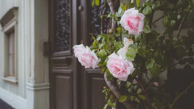 Красивые картинки и открытки с Днем ангела Екатерины