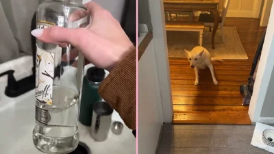 Женщина застукала своего пса пьяным и сняла об этом видео