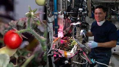 Астронавти NASA загубили помідор в космосі - неймовірна історія з хепі-ендом