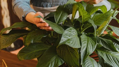 Не тільки на підвіконні: рослини, які добре ростуть без світла