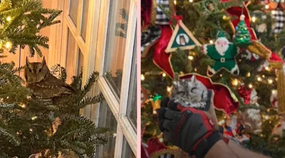 Елка с сюрпризом: семья из США нашла сову, которая спряталась в их праздничном дереве