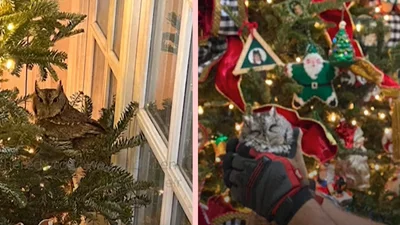 Елка с сюрпризом: семья из США нашла сову, которая спряталась в их праздничном дереве