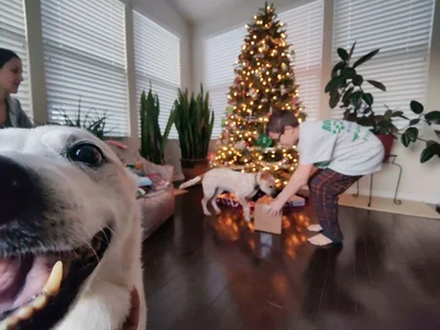 15 забавных фото о том, что домашние животные делают Рождество незабываемым - фото 589947