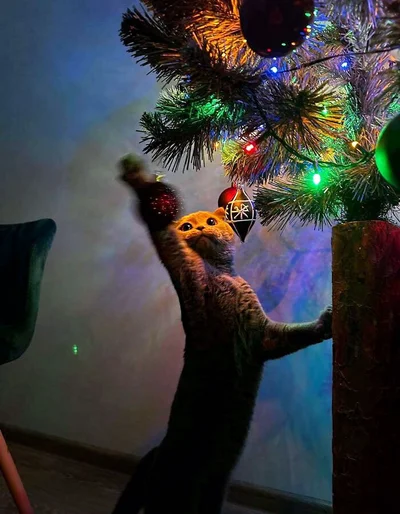 15 забавных фото о том, что домашние животные делают Рождество незабываемым - фото 589949
