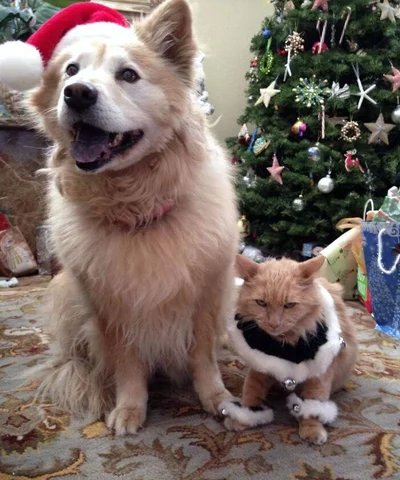 15 забавных фото о том, что домашние животные делают Рождество незабываемым - фото 589956