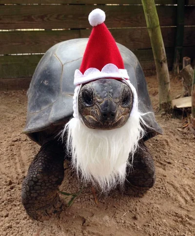 15 забавных фото о том, что домашние животные делают Рождество незабываемым - фото 589958